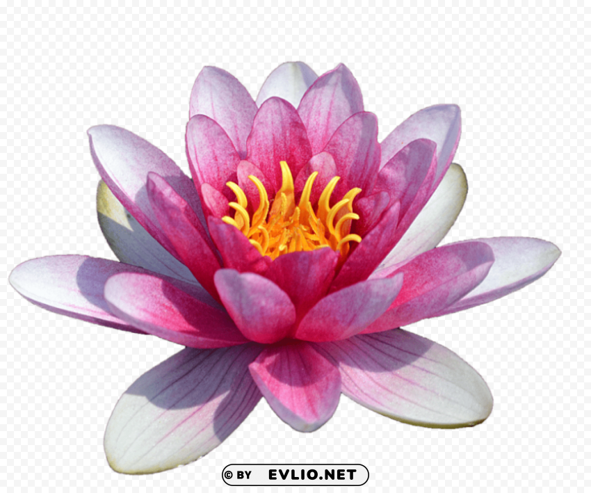 water lily transparent PNG Image with Isolated Graphic Element
