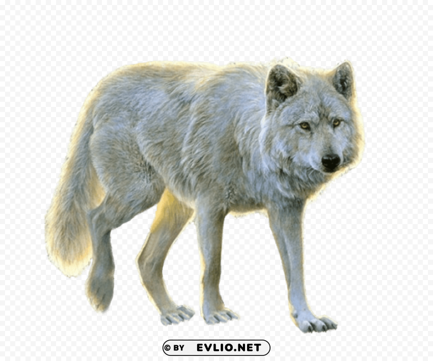 white wolf PNG graphics with alpha channel pack
