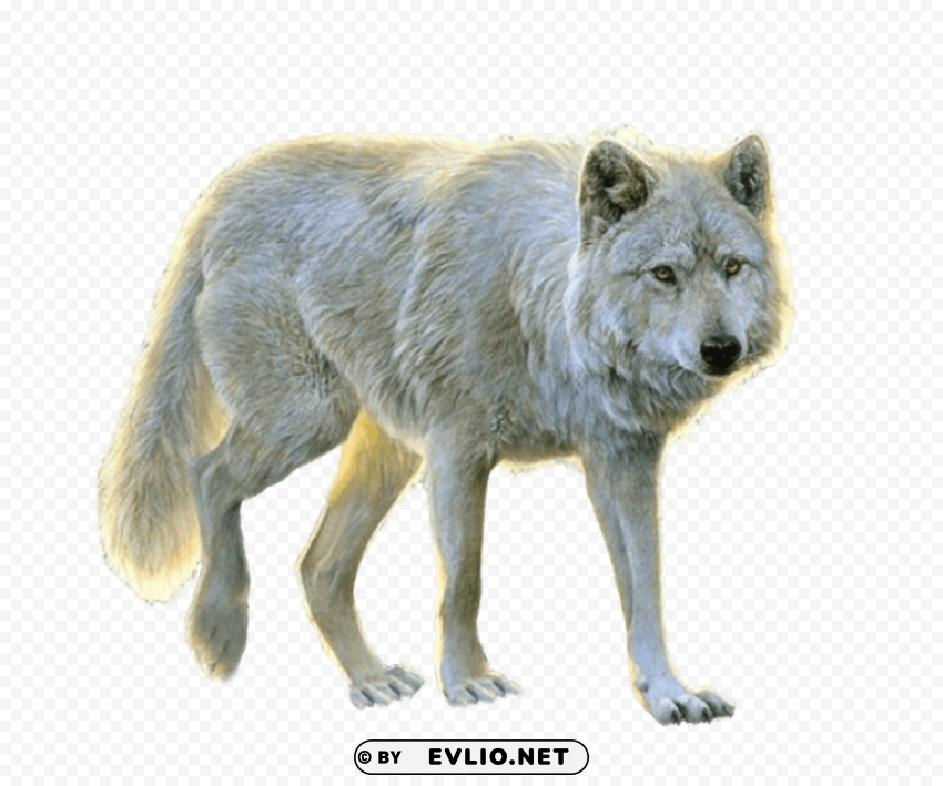 White Wolf PNG Graphics With Alpha Channel Pack