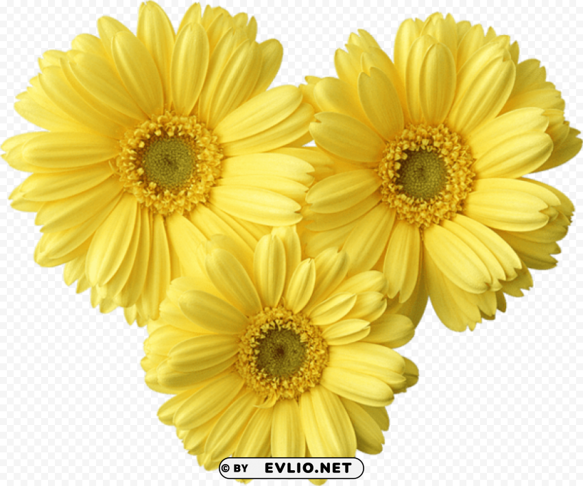 yellow gerbers daisy PNG images with clear cutout