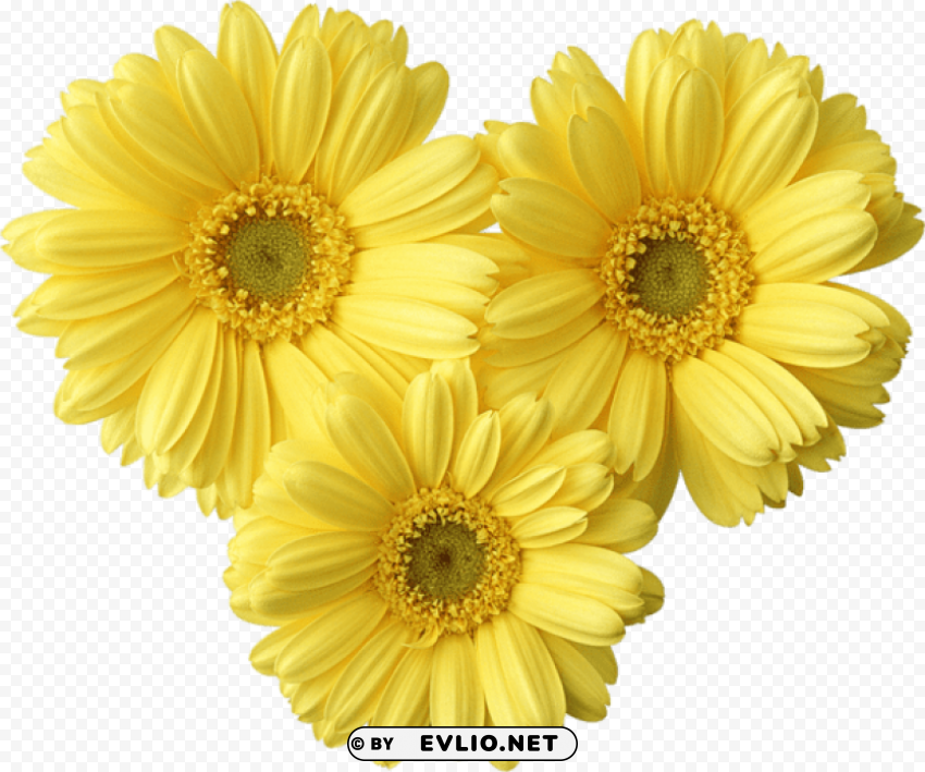 PNG image of yellow gerbers daisy PNG images with clear cutout with a clear background - Image ID 2ada1843