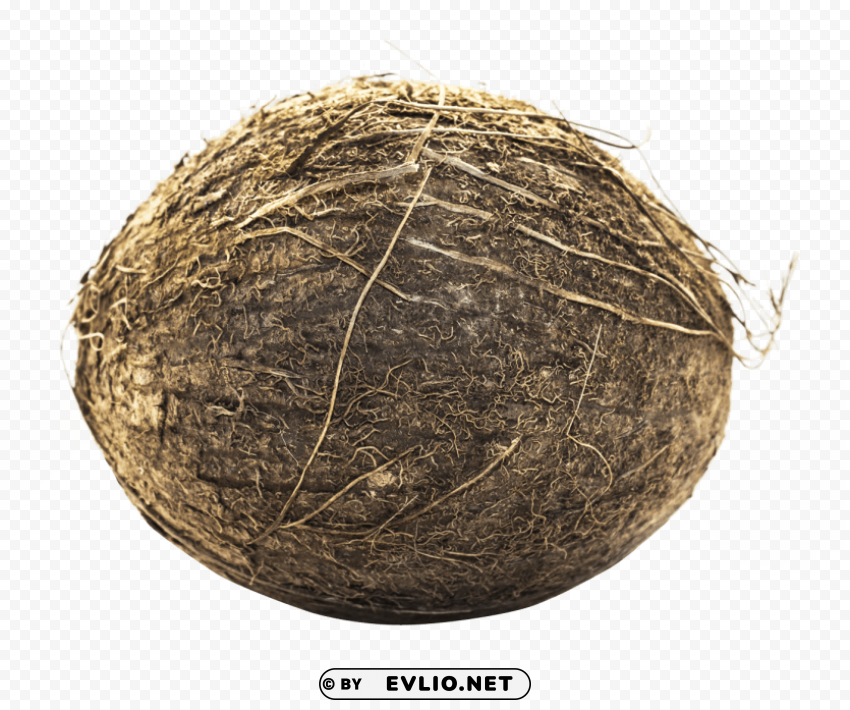 Coconut PNG artwork with transparency