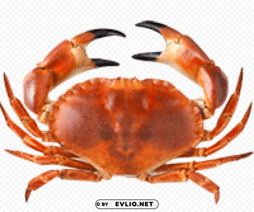 crab Isolated Artwork in HighResolution Transparent PNG