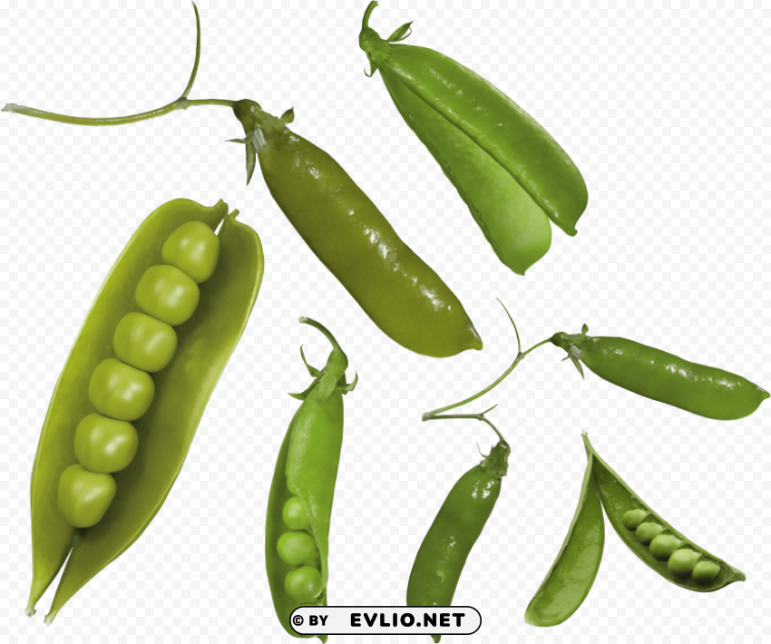 pea Transparent Background Isolation in PNG Image