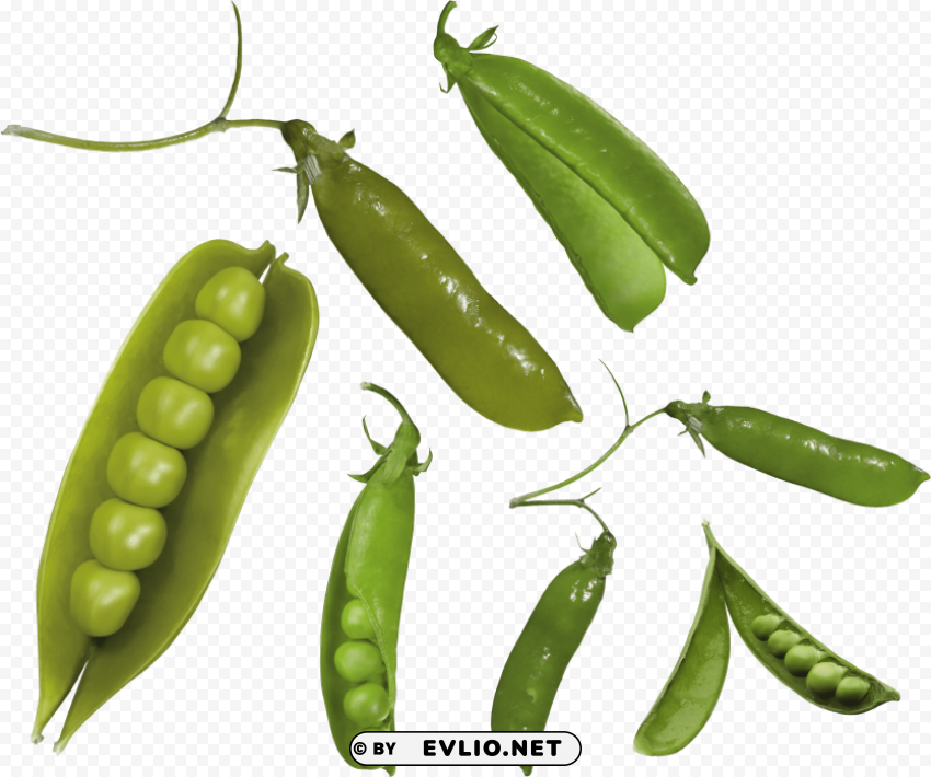 pea Transparent Background Isolation in PNG Image PNG images with transparent backgrounds - Image ID 502489ae