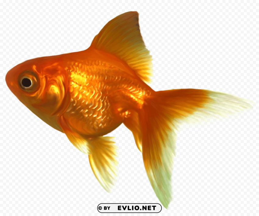 realistic goldfish Clear Background Isolation in PNG Format