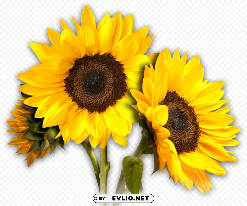 sunflower PNG graphics with transparent backdrop