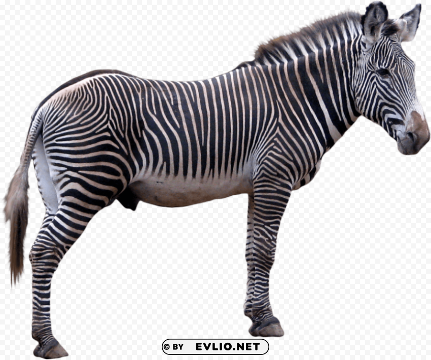 zebra HighQuality Transparent PNG Object Isolation