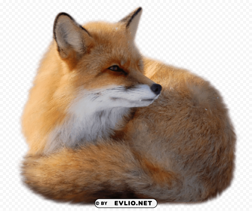 fox picture Isolated Object on Transparent PNG