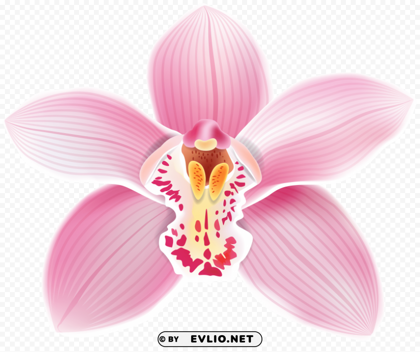 pink orchid PNG images with no limitations