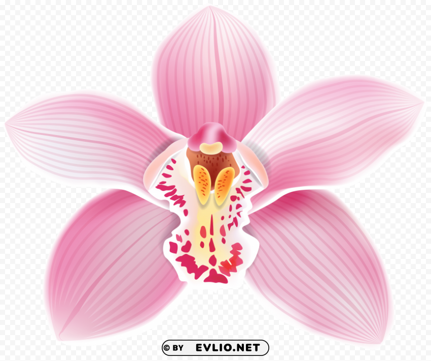 Pink Orchid PNG Images With No Limitations