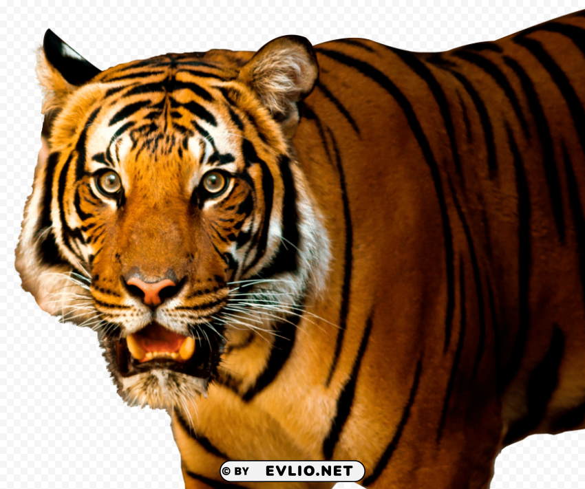 Tiger Clear Image PNG