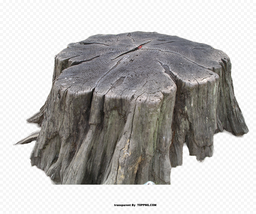 tree stump high quality design PNG transparent elements package