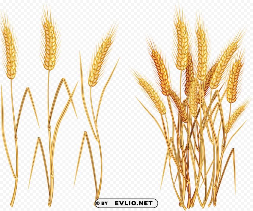 Wheat PNG Image Isolated with Clear Transparency