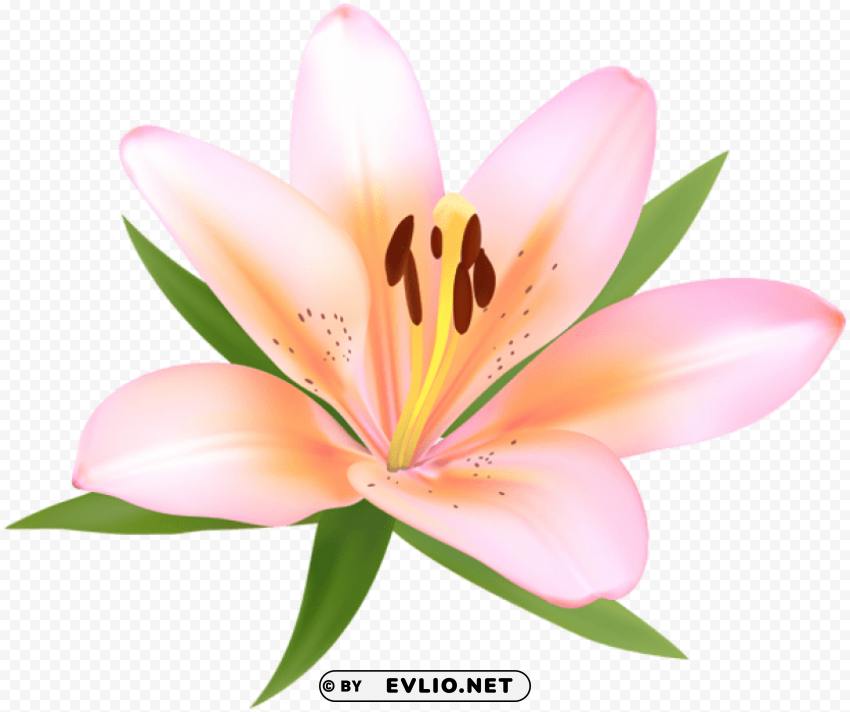 alstroemeria deco flower Clear PNG pictures bundle