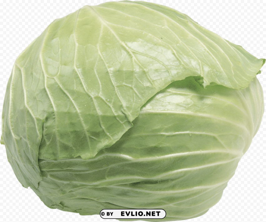 cabbage Isolated Artwork on Transparent PNG