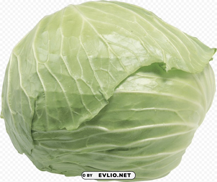 Cabbage Isolated Artwork On Transparent PNG