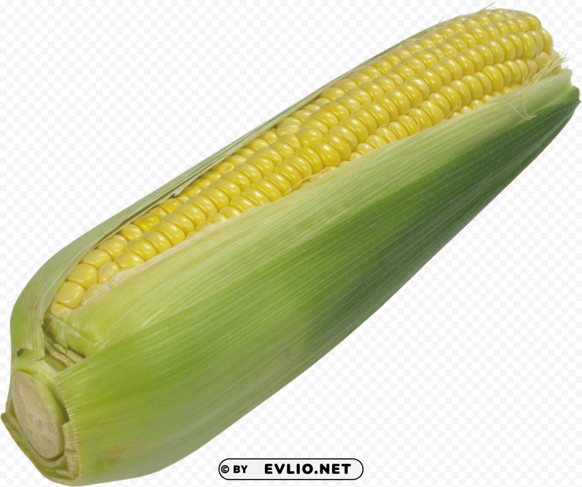corn Clear Background Isolated PNG Illustration