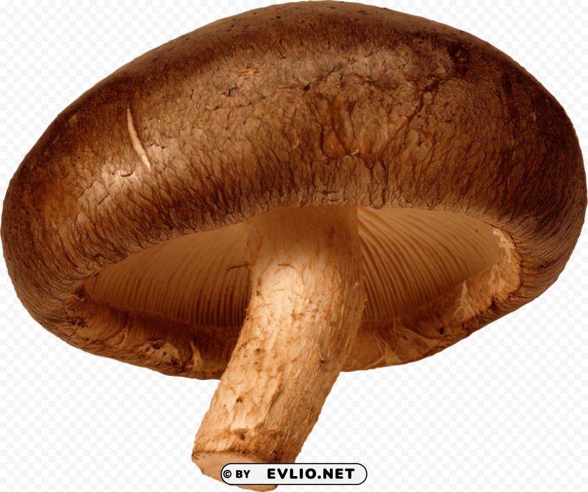 mushroom Isolated Object on Clear Background PNG