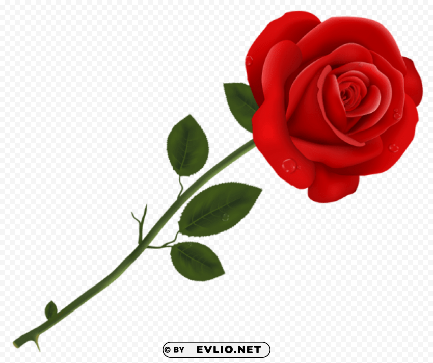 red rose PNG files with transparent elements wide collection