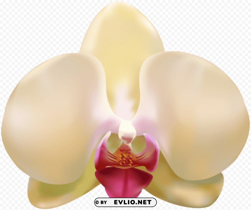  orchid Transparent Background PNG Isolation