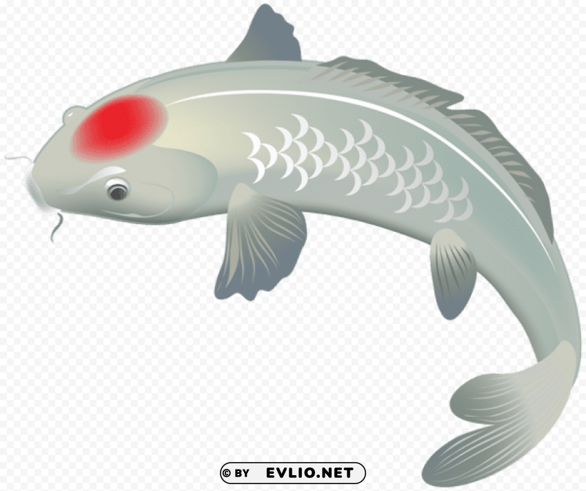 white koi fish PNG with isolated background