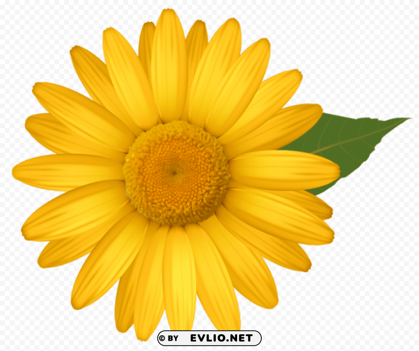 yellow daisy PNG Illustration Isolated on Transparent Backdrop