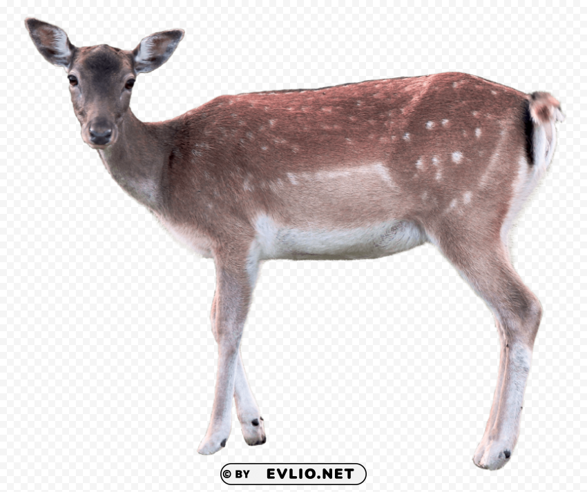 Deer Transparent background PNG stock