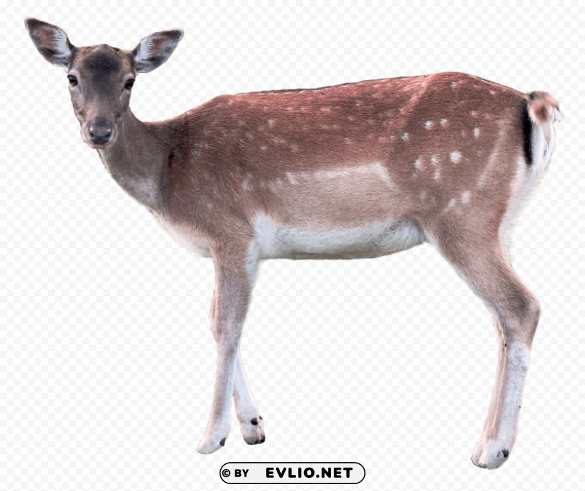 Deer High-resolution PNG