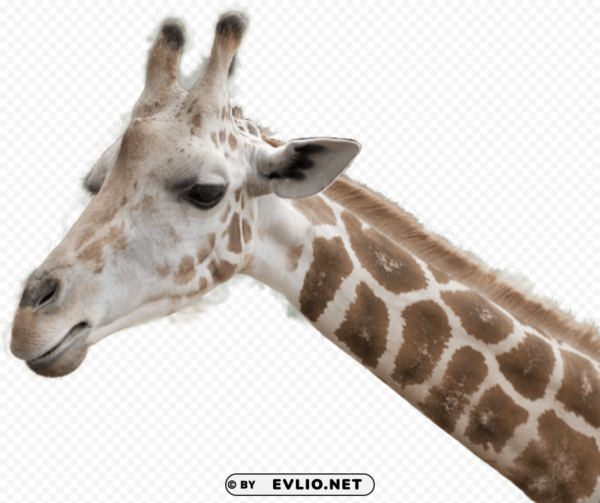 giraffe ClearCut Background PNG Isolation