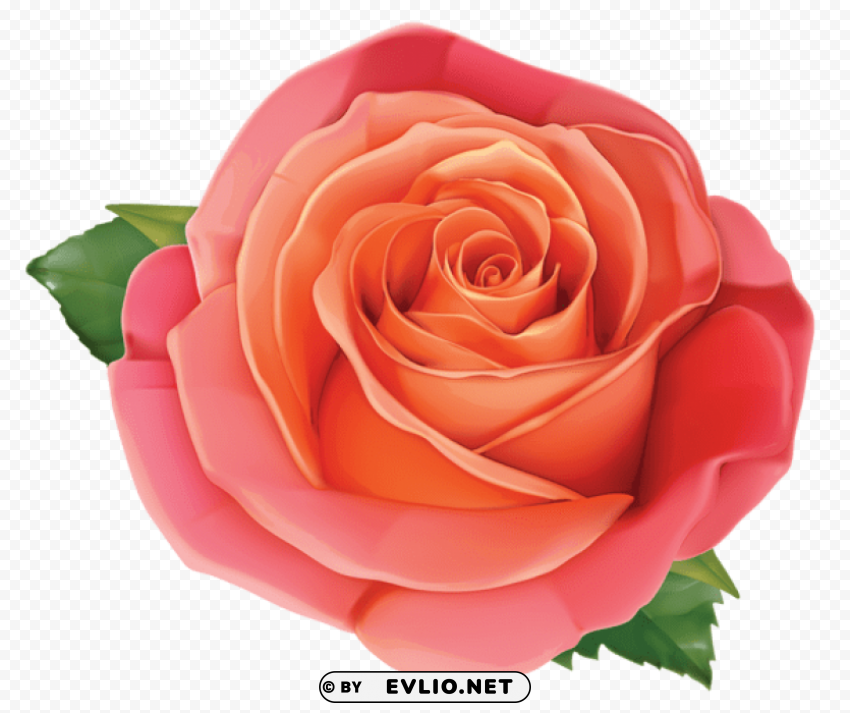 large rose ClearCut Background Isolated PNG Graphic Element