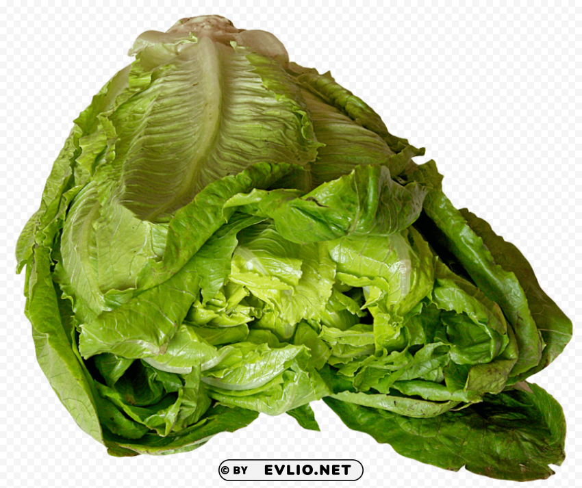 lettuce PNG graphics with clear alpha channel collection