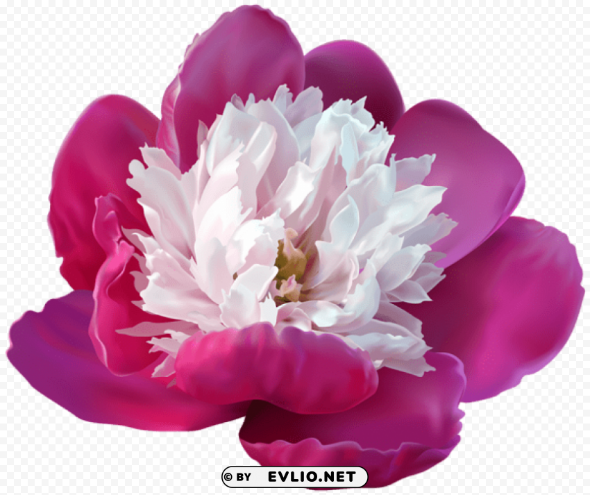 peony Free transparent background PNG