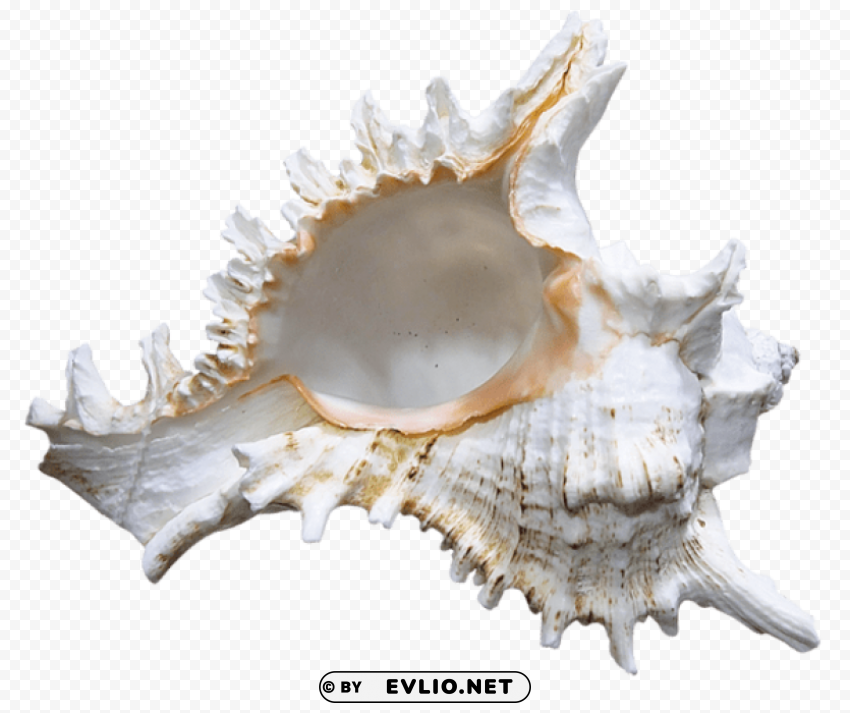  seashell rapana Transparent PNG images for printing