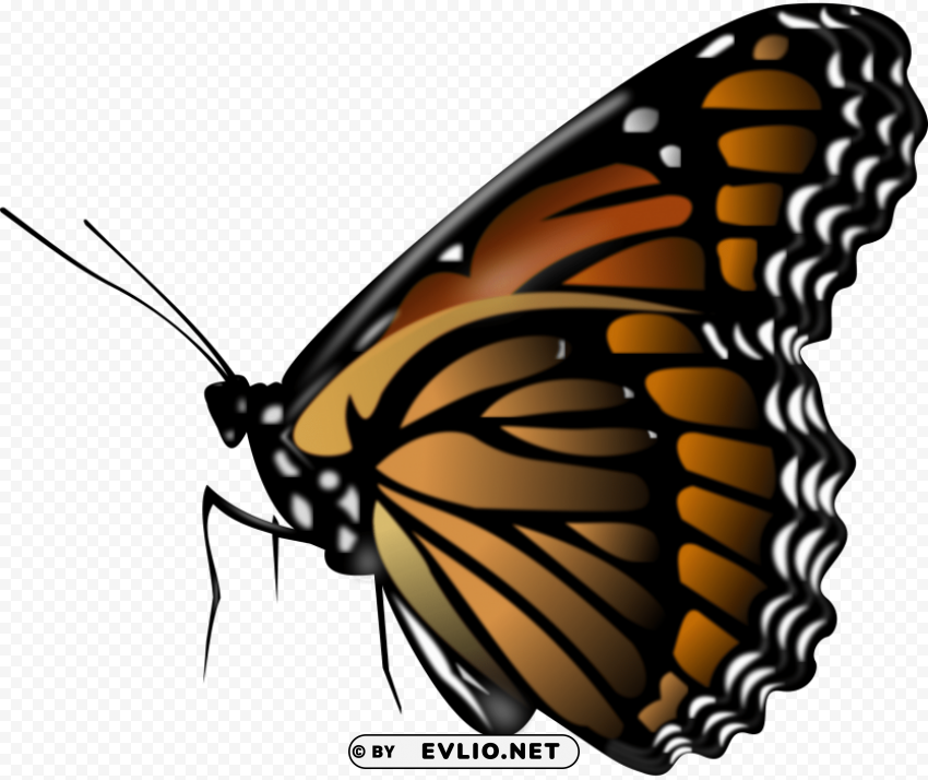 butterfly HighQuality PNG with Transparent Isolation clipart png photo - c01c19b5