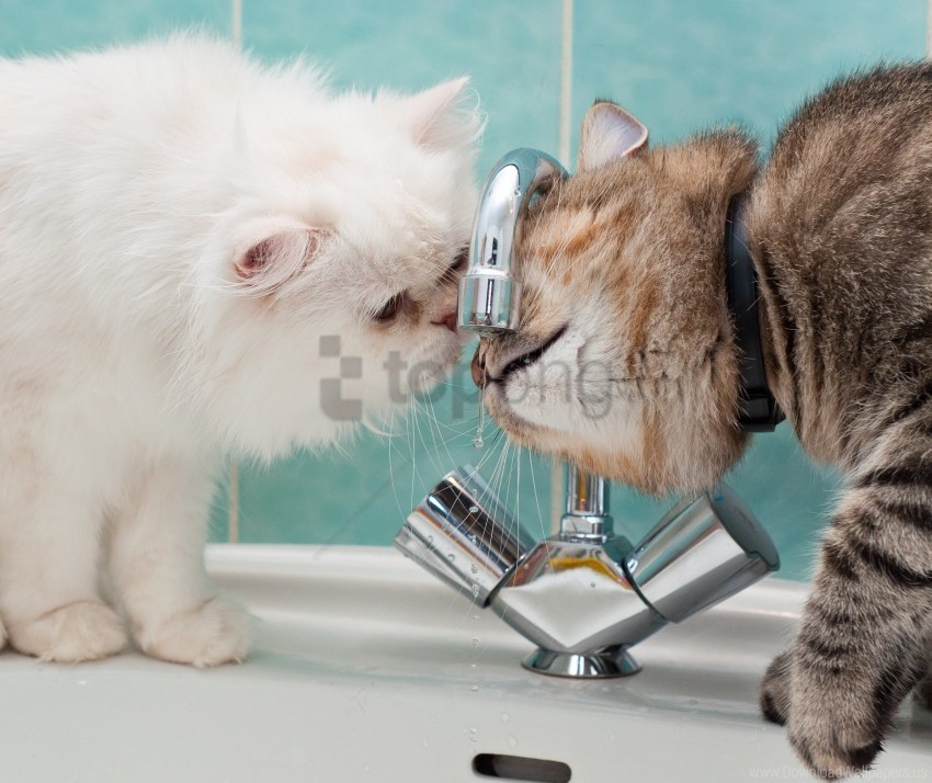 cats drop sink steam water wallpaper Isolated Character in Clear Transparent PNG