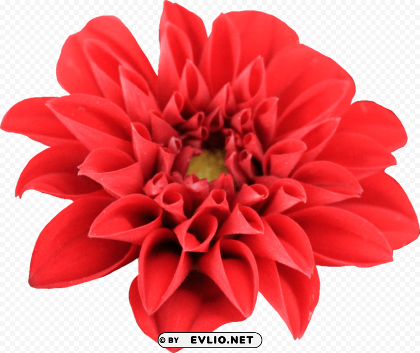 PNG image of dahlia PNG Image Isolated on Transparent Backdrop with a clear background - Image ID 57edd572