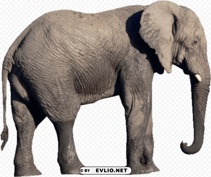 elephant Transparent PNG Object Isolation