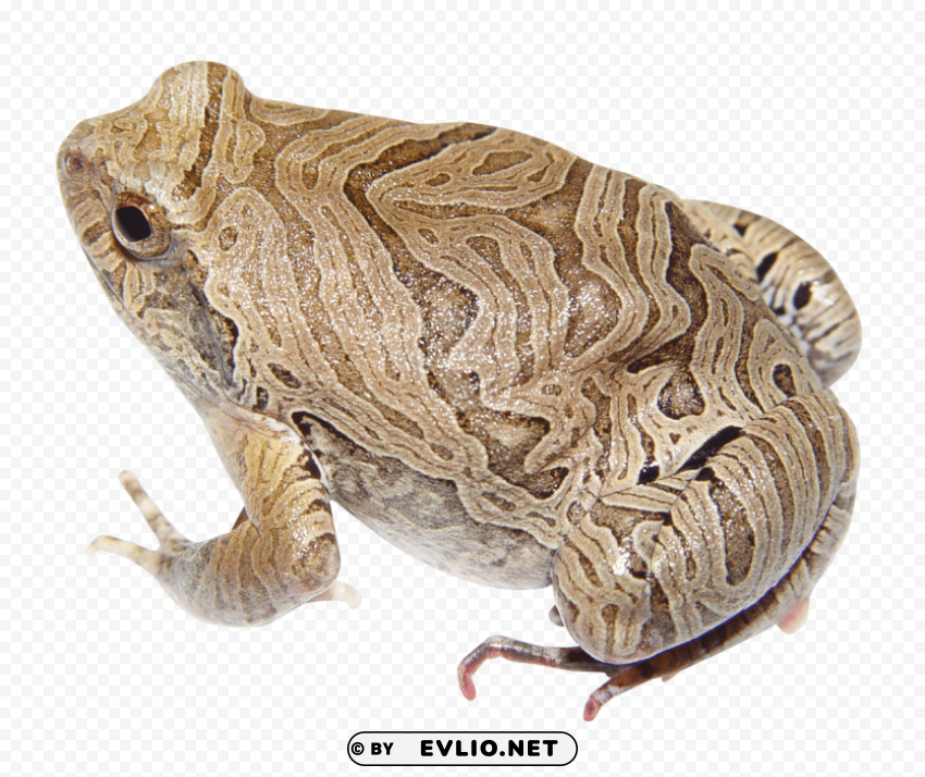 frog Isolated Illustration in Transparent PNG