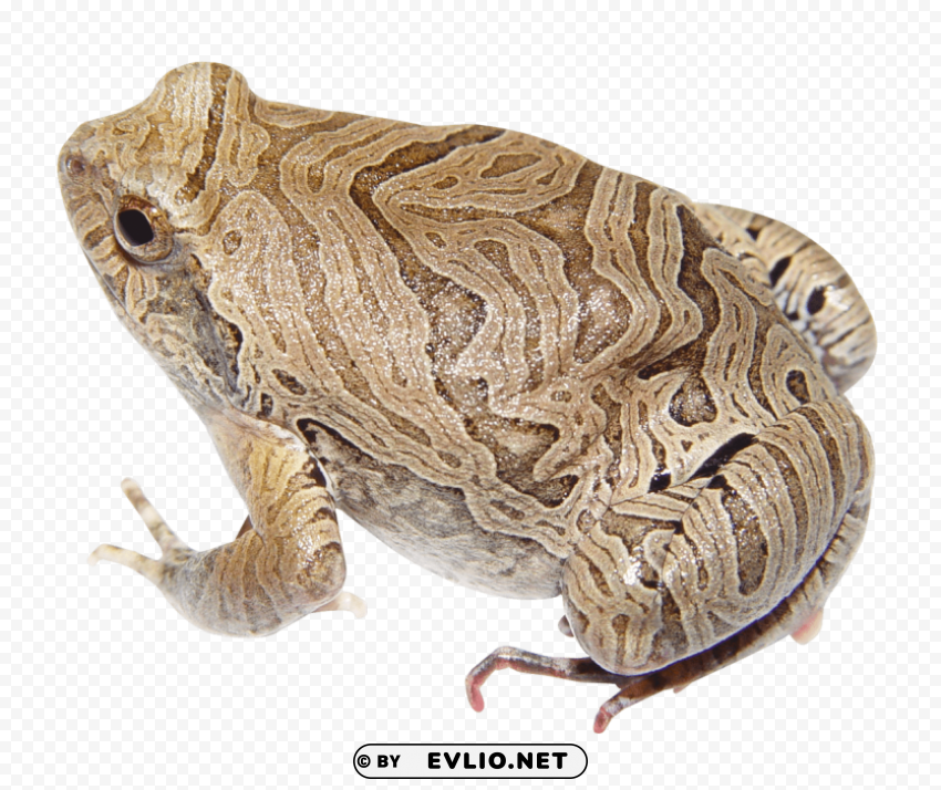 Frog Isolated Illustration In Transparent PNG