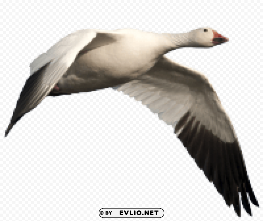 goose HighQuality PNG Isolated Illustration