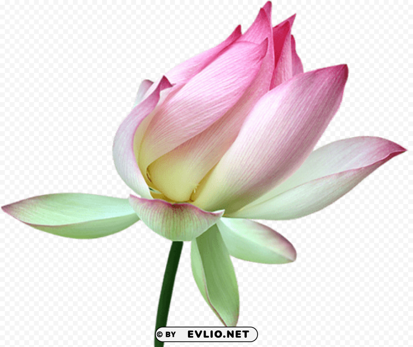 PNG image of lotus bud PNG images for websites with a clear background - Image ID 3223c489