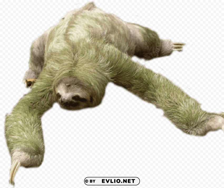 sloth looking down PNG transparent graphics for projects