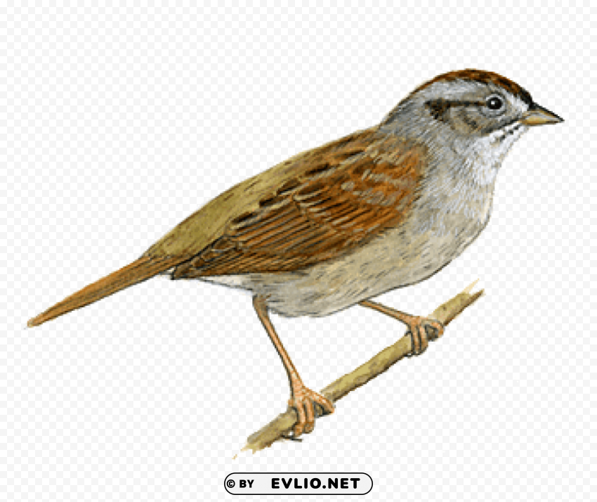 sparrow right PNG images with transparent backdrop