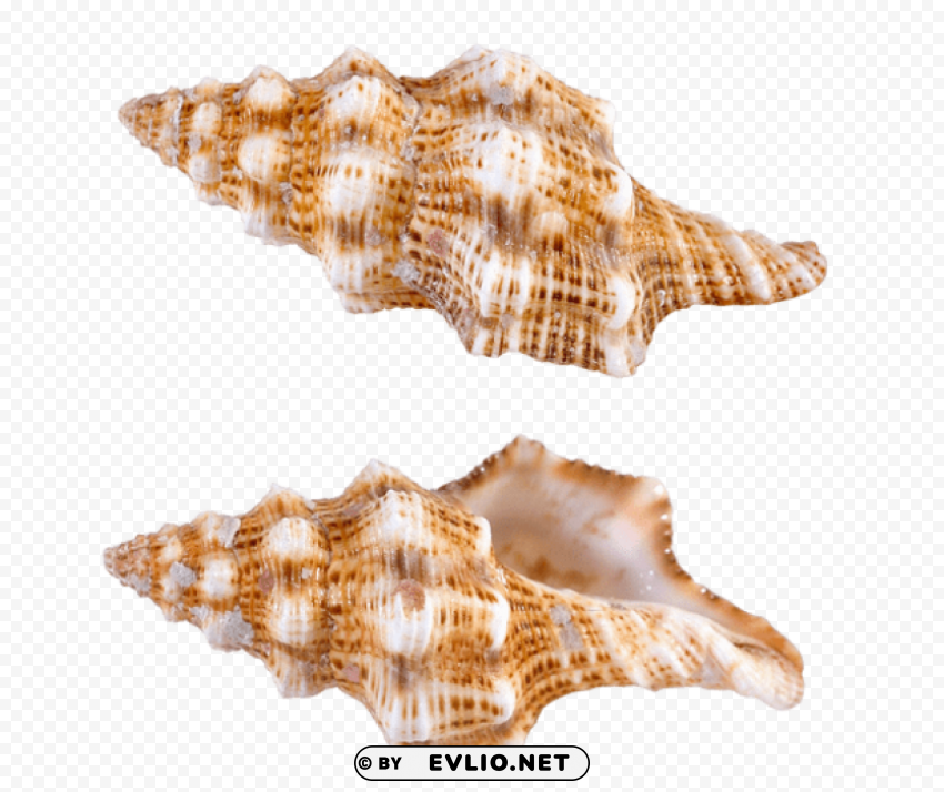 transparent sea snail shells Clean Background Isolated PNG Art