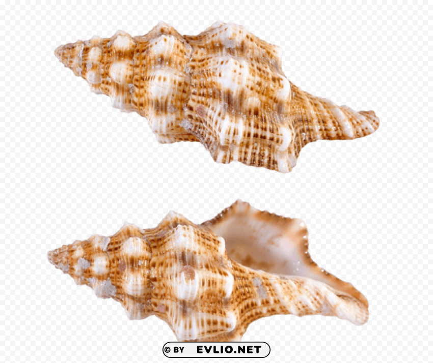 Transparent Sea Snail Shells Clean Background Isolated PNG Art