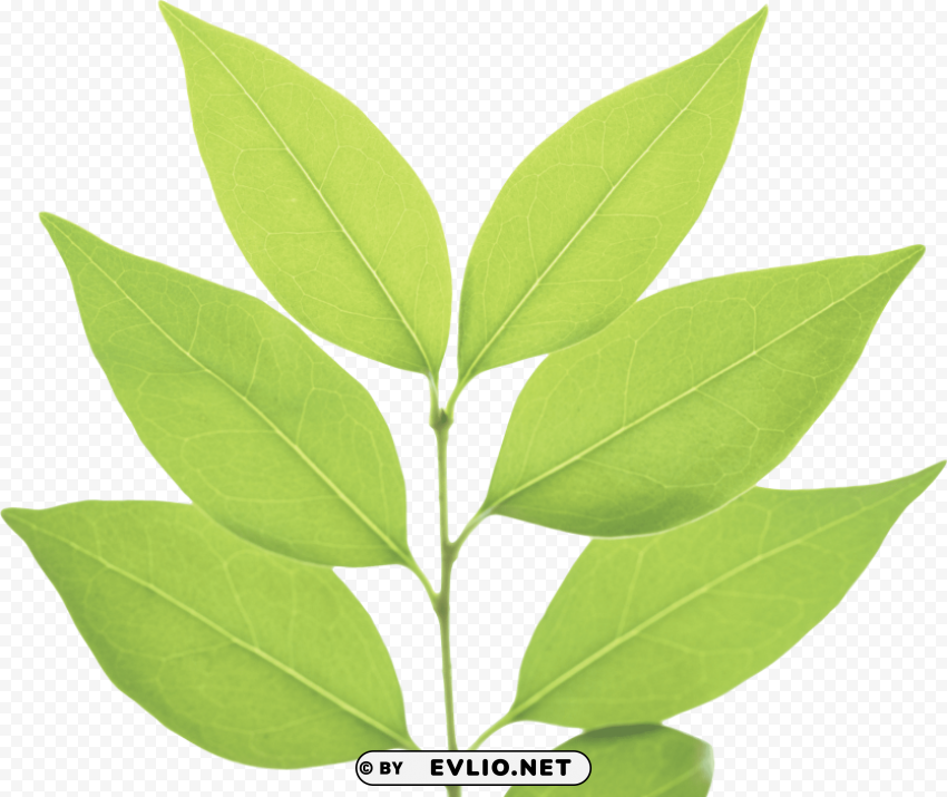 green leaves PNG graphics with clear alpha channel