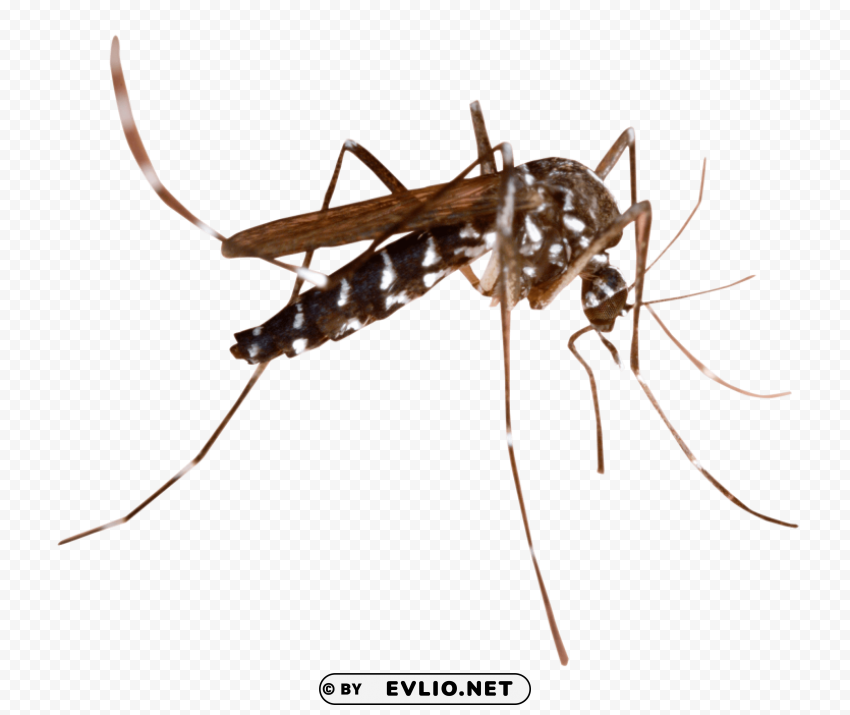mosquito PNG graphics with clear alpha channel