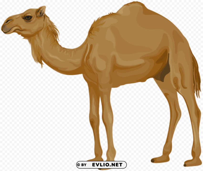 camel PNG format