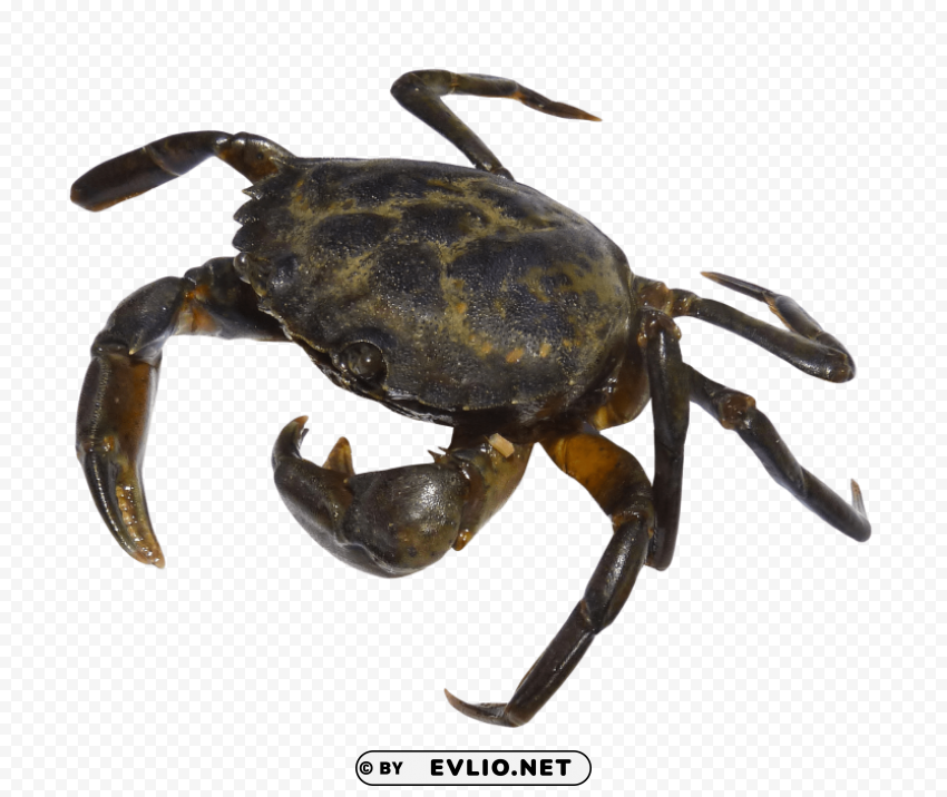 crab Isolated Character in Clear Background PNG